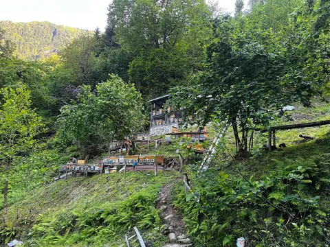 Artvin'de Mençuna çevresinde yeşil yamaçta arılık