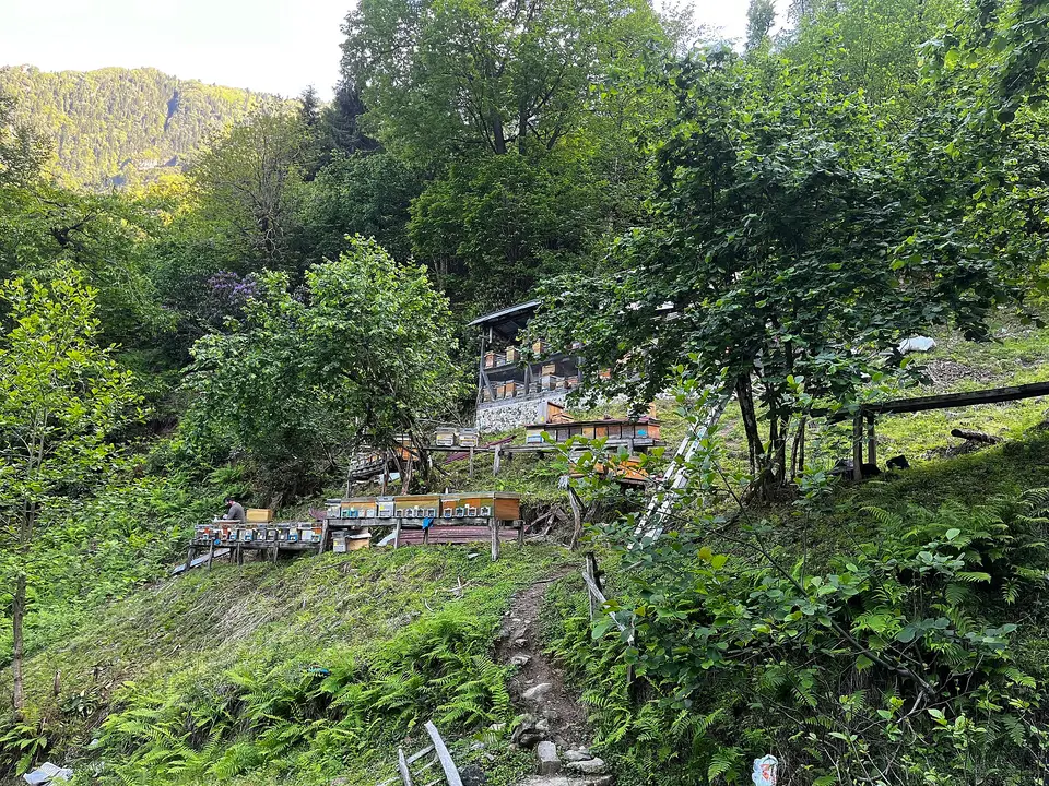 Artvin'de Mençuna çevresinde yeşil yamaçta arılık