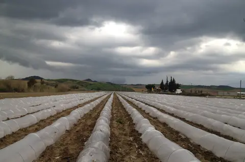 Sarıçam'da alçak tünellerle örtülü sebze sıraları