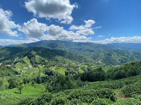 Rize Çayeli'deki Aşıklar köyünde tepelere yayılmış çay bahçeleri