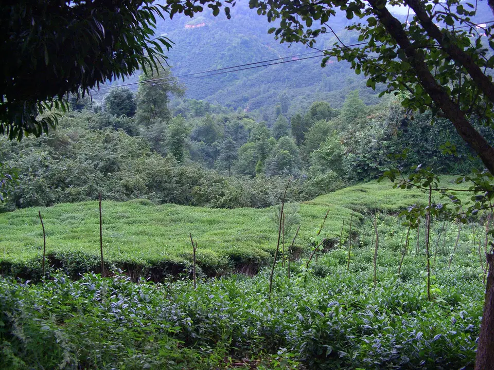 Giresun Espiye'de yamaçtaki çay bahçesi