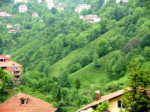 Rize'de köy evleri arasında dik yamaçlara kurulmuş çay bahçeleri