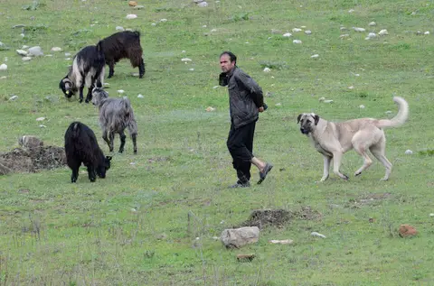 Adana Kozan'da Dağılcak mevkiinde keçi sürüsünü güden çoban ve köpeği