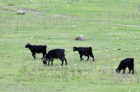 Kozan'da otlakta dolaşan siyah kıl keçileri