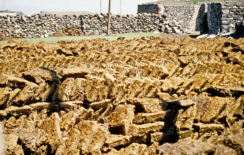 Kars yaylasında Yalınkaya köyünde taş duvar önünde kurumaya bırakılmış tezek kalıpları