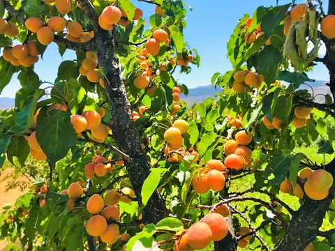 Sivas Suşehri'nde meyve yüklü bir kayısı ağacı