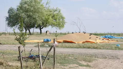 Çifteler'e bağlı Körhasan'da harman yerinde serilmiş tahıl yığınları ve çevresindeki ağaçlar