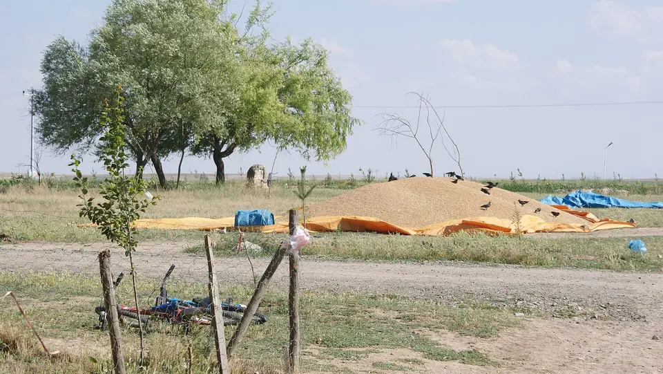 Çifteler'e bağlı Körhasan'da harman yerinde serilmiş tahıl yığınları ve çevresindeki ağaçlar