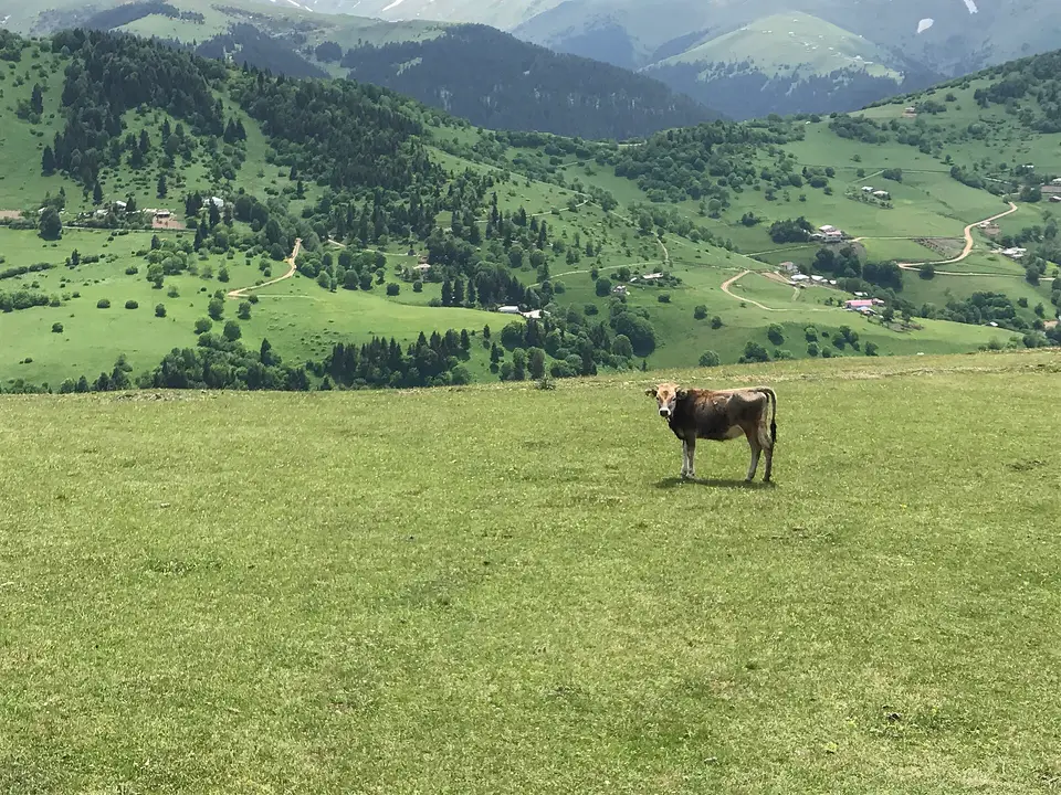 Giresun Dereli'de Kümbet yaylasının çayırlarından vadideki evlere bakış