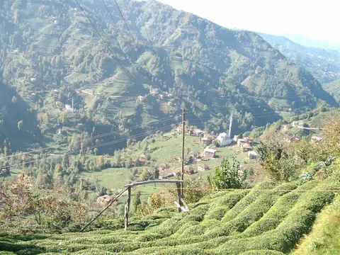 Rize Kalkandere'deki Yeşilköy'de çay bahçeleriyle kaplı dik yamaçlar ve dağınık evler