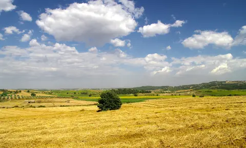 Hocalı köyü yolu kenarında tek ağaçlı biçilmiş tarla