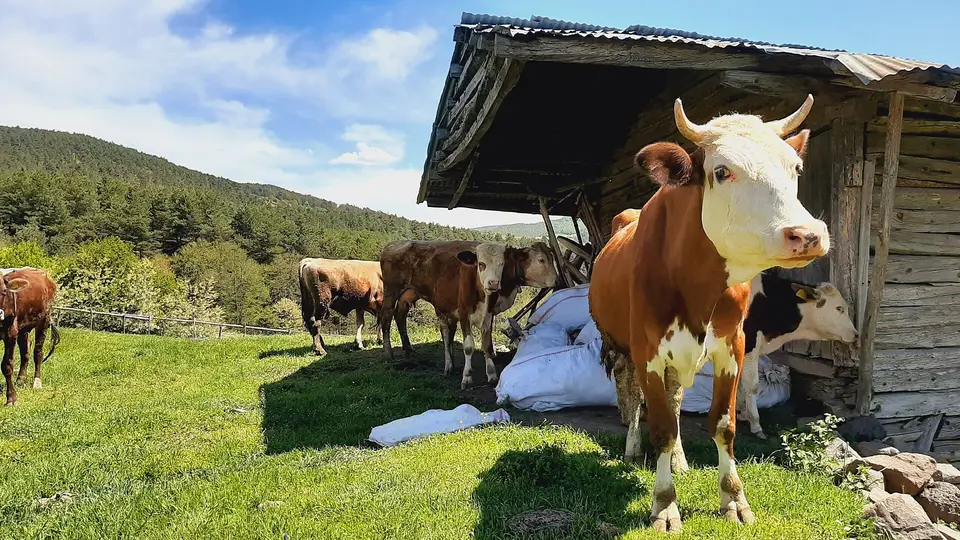 Ordu'da bir köyde ahşap ahırın önünde otlayan inekler