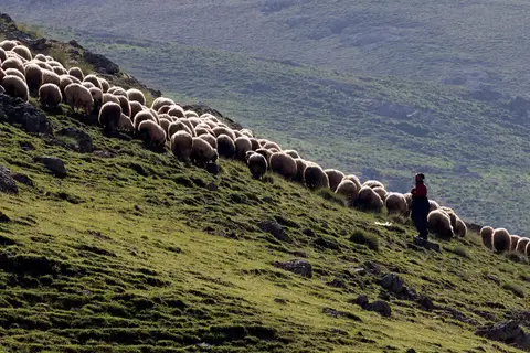 Giresun Eğribel yaylasında yamaçta otlayan koyun sürüsü ve çoban