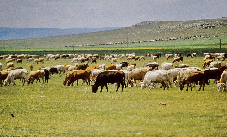 Kars yaylasında Yalınkaya yakınlarında geniş çayırda otlayan büyük sığır sürüsü