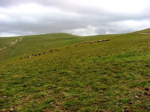 Torul'a bağlı Çekümbeli'nde bulutlu gökyüzü altında yeşil yayla merasında otlayan koyun sürüsü