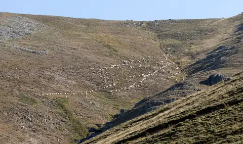 Eğribel yaylasında kurumuş otlu vadi yamaçlarına dağılmış koyun sürüsü