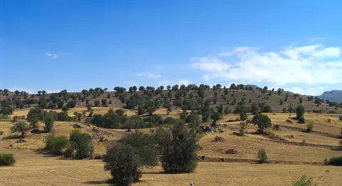 Suşehri-Şebinkarahisar yolu kenarında Yeşilyurt köyü yakınlarında seyrek alıç ağaçlarıyla kaplı kuru arazi
