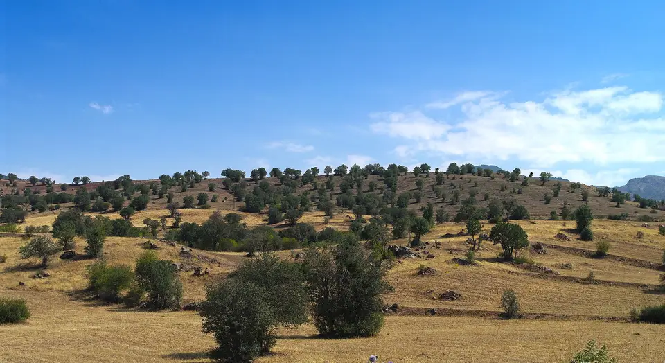 Suşehri-Şebinkarahisar yolu kenarında Yeşilyurt köyü yakınlarında seyrek alıç ağaçlarıyla kaplı kuru arazi