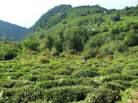 Rize'de sıra sıra dizilmiş çay bahçesi ve yamaçlar