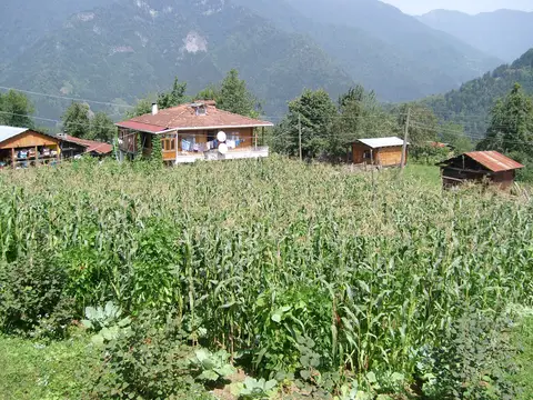 Artvin Camili yöresinde mısır tarlasının ardında ahşap köy evleri