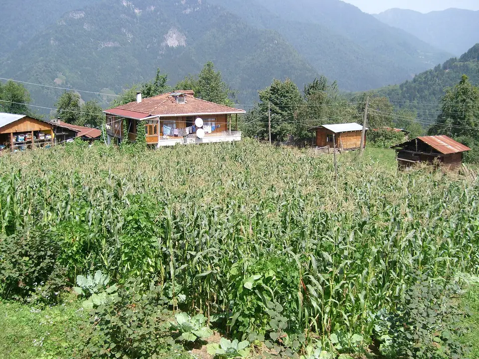 Artvin Camili yöresinde mısır tarlasının ardında ahşap köy evleri