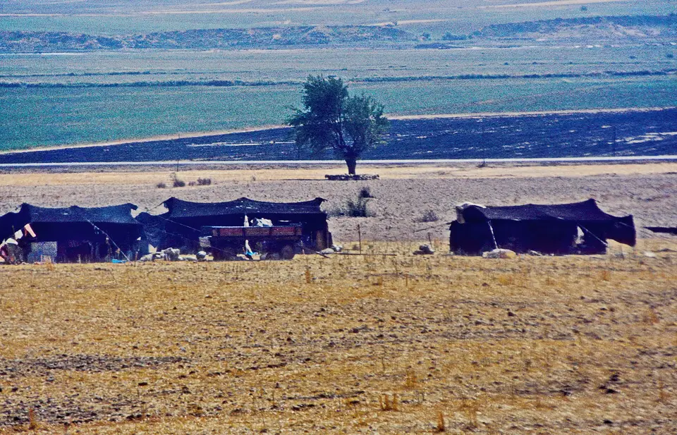 Maraş Ovası'nda hasat edilmiş düzlükte yan yana kurulmuş koyu renkli göçer çadırları