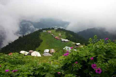 Pokut Yaylası'nda yaban gülleri önünde sisli dağ sırtına dizilmiş yayla evleri