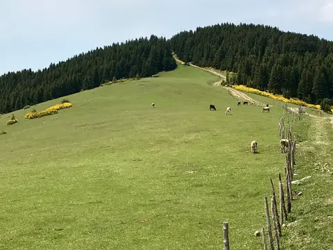 Kümbet Yaylası'nda çam ağaçları arasındaki yeşil çayırlar ve yamaçtan geçen toprak yol