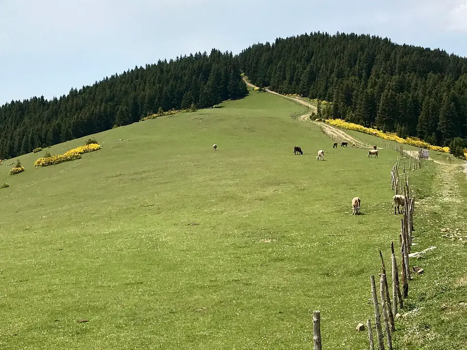 Kümbet Yaylası'nda çam ağaçları arasındaki yeşil çayırlar ve yamaçtan geçen toprak yol