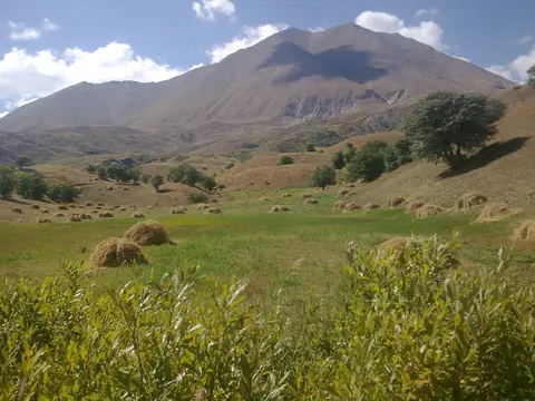 Yukarıkopuz hasat zamanında