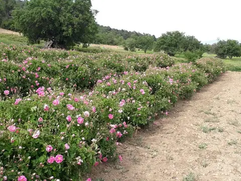 Afyon-Dazkırı-DARICILAR KÖYÜ GÜL TARLASI