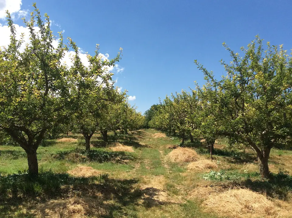 Bademdere Köyü'nde bir Niğde Elması ( Malus domestica var