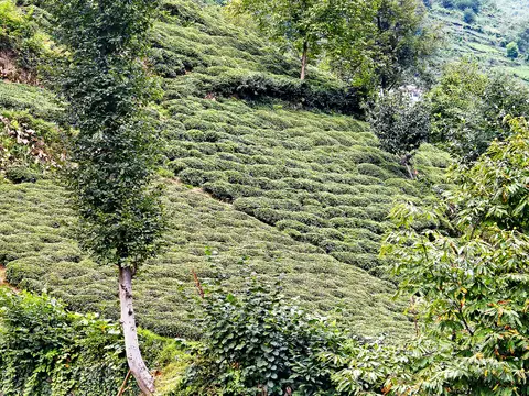 Güneyce köyünden bir görünüm (İkizdere, Rize)