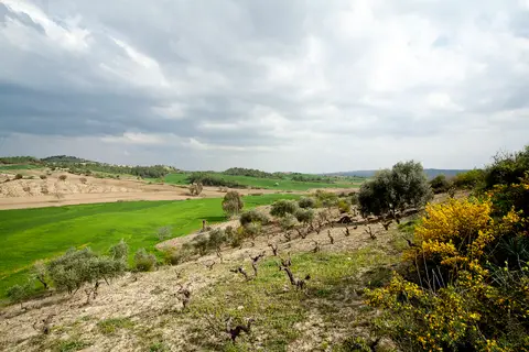 Topkaralı: Zeytinlik ve bağ