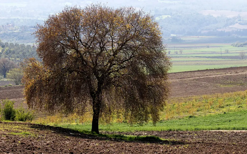 Çiçekli mahallesinden bir görünüm (Sarıçam, Adana)