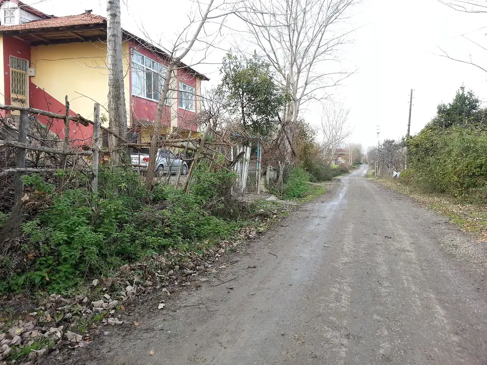Samsun'da bir köyün iki yanı ağaçlı toprak yolu ve evleri