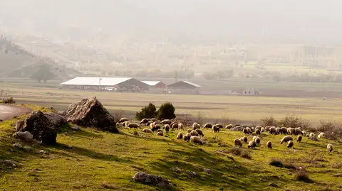 Kahramanmaraş'ta Kaynar yöresinde çayırda otlayan koyun sürüsü